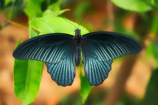 中国最漂亮风筝中国最漂亮风筝图片大全