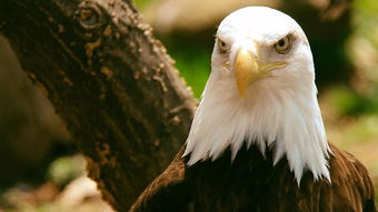 世界上最大的鹰是什么品种,世界上最大的鹰前十