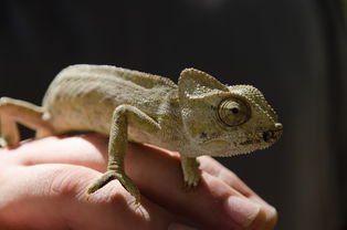 地球上最恶心的动物，世界上最恶心的鼠类