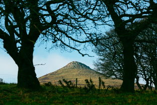 世界上最坚强的树图片，世界上最坚强的山