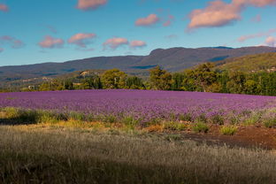 世界上最美排行榜,世界前十最美的人是谁